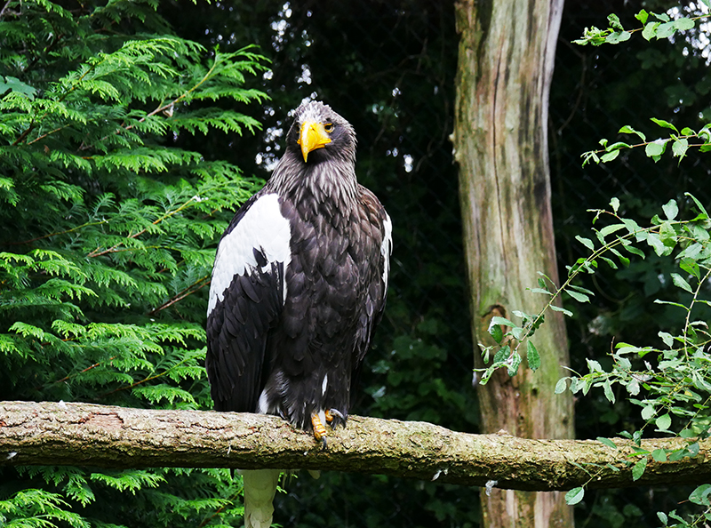 Unbekannter Vogel
