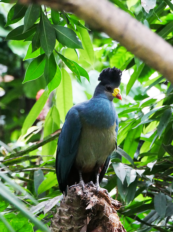 Unbekannter Vogel
