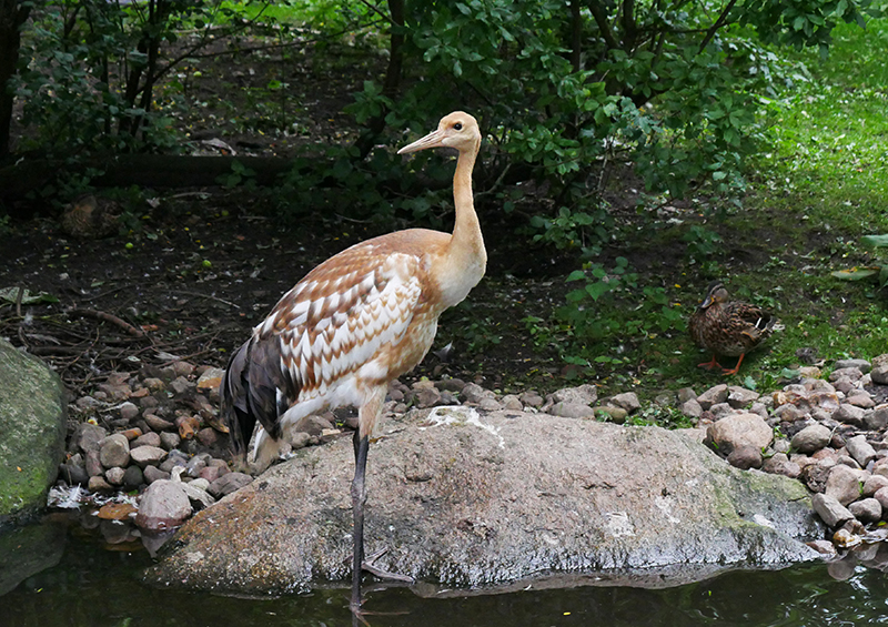 Unbekannter Vogel
