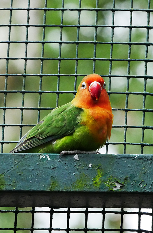 Unbekannter Vogel
