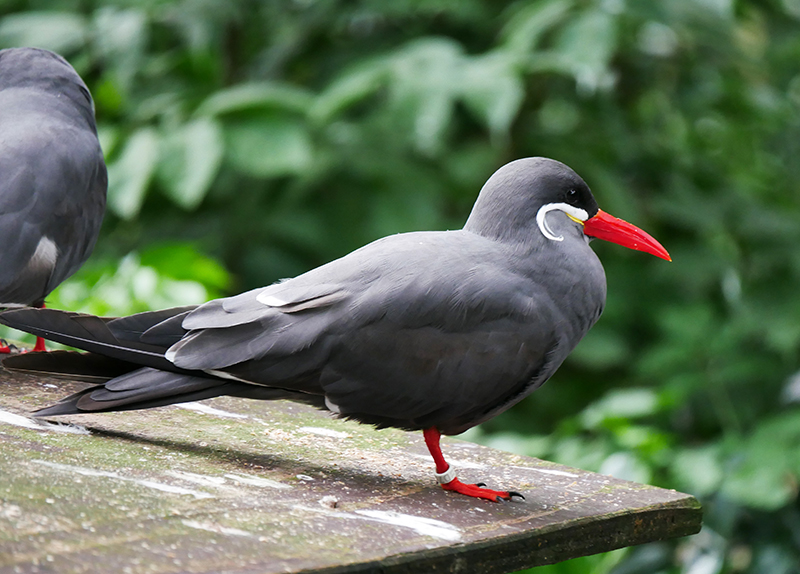 Unbekannter Vogel
