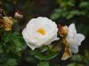 Filename=45.JPG
Filesize=344KiB
Dimensions=800x601
Date added=Aug 08, 2017 45.JPG