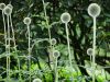 Filename=62a.JPG
Filesize=499KiB
Dimensions=800x601
Date added=Aug 08, 2017 62a.JPG