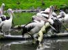Filename=66.JPG
Filesize=515KiB
Dimensions=800x584
Date added=Aug 08, 2017 66.JPG