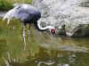 Filename=67.JPG
Filesize=558KiB
Dimensions=800x595
Date added=Aug 08, 2017 67.JPG