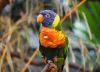 Filename=76.JPG
Filesize=385KiB
Dimensions=800x578
Date added=Aug 08, 2017 76.JPG