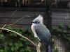 Filename=77.JPG
Filesize=348KiB
Dimensions=800x601
Date added=Aug 08, 2017 77.JPG