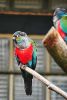 Filename=82.JPG
Filesize=345KiB
Dimensions=536x800
Date added=Aug 08, 2017 82.JPG