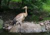 Filename=93.JPG
Filesize=549KiB
Dimensions=800x565
Date added=Aug 08, 2017 93.JPG