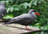 Filename=96.JPG
Filesize=357KiB
Dimensions=800x574
Date added=Aug 08, 2017 96.JPG