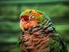 Filename=98.JPG
Filesize=478KiB
Dimensions=800x601
Date added=Aug 08, 2017 98.JPG