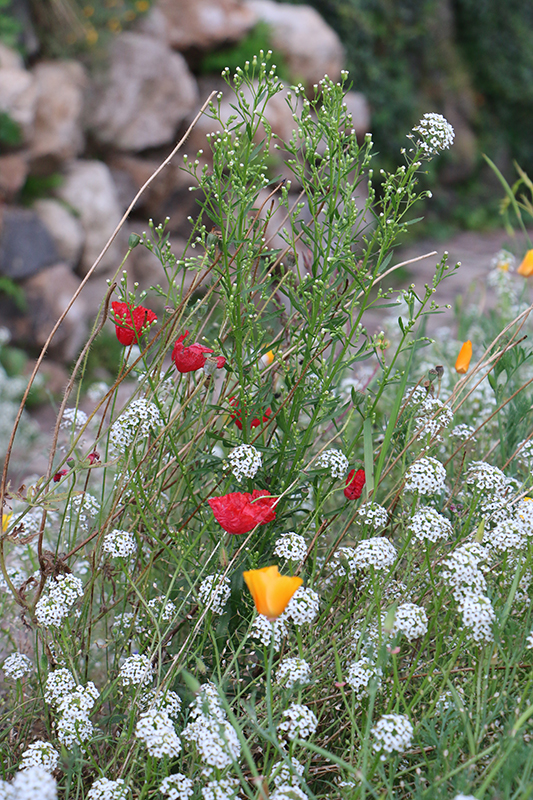 Blumen auf dem Weinberg
