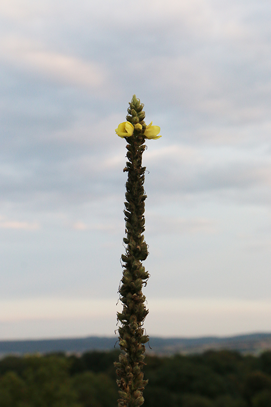 Blumen auf dem Weinberg
