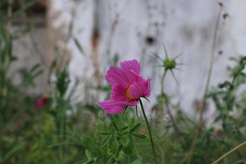 Blumen auf dem Weinberg
