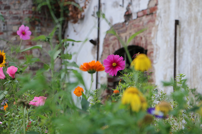 Blumen auf dem Weinberg
