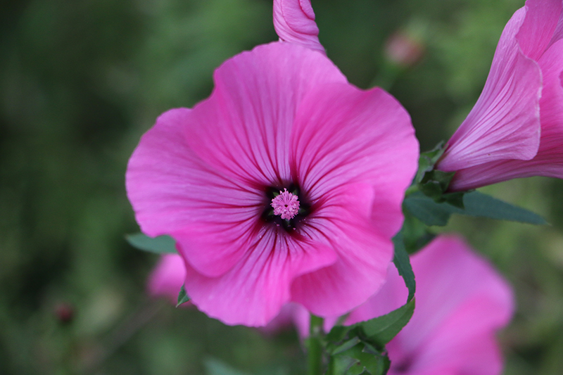 Blumen auf dem Weinberg
