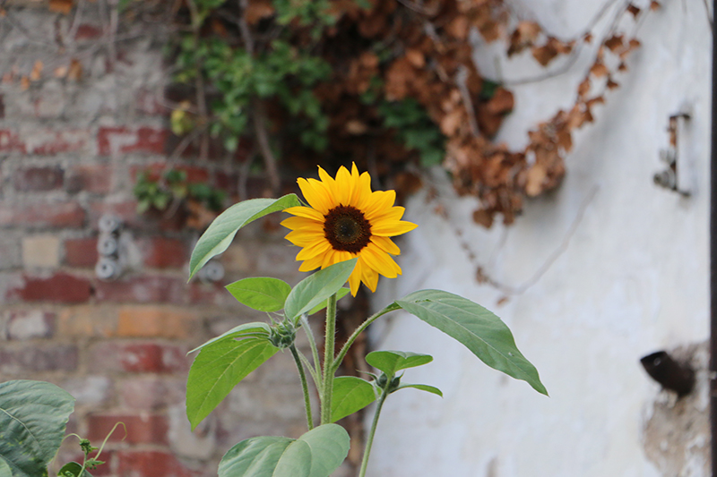 Blumen auf dem Weinberg
