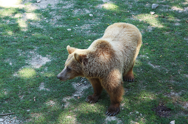 BraunbÃ¤r
