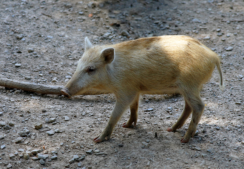 Wildschwein
