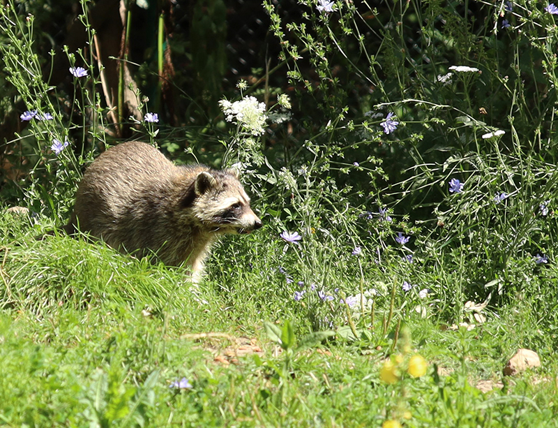 WaschbÃ¤r
