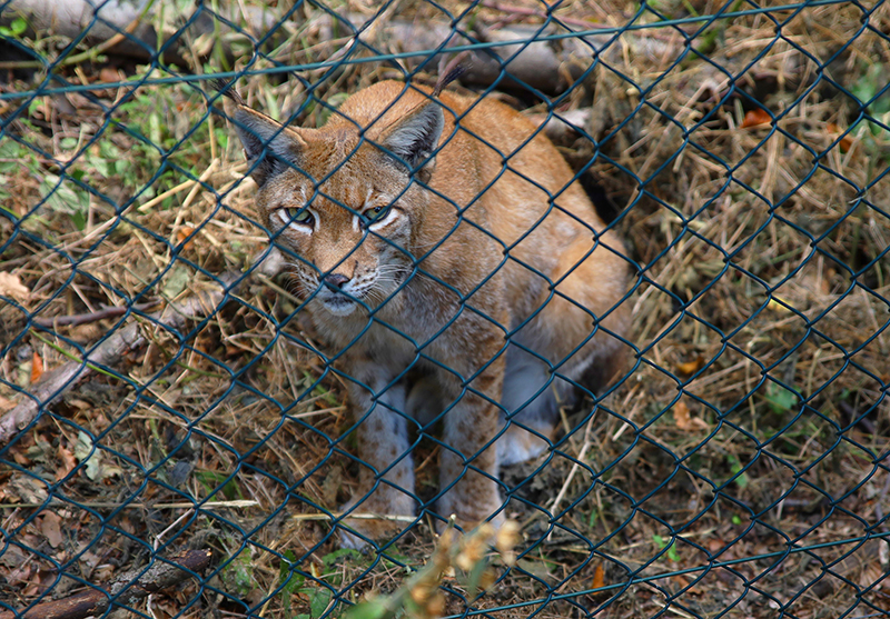 Luchs
