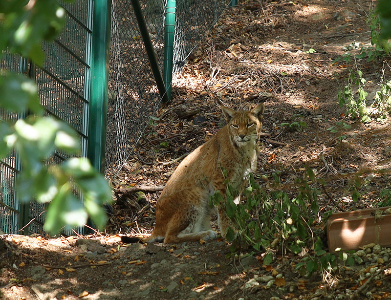 Luchs
