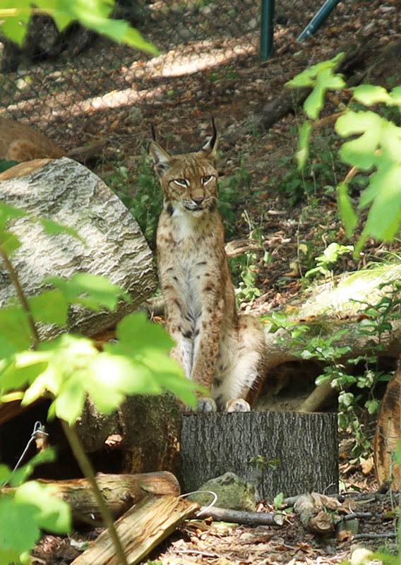 Luchs
