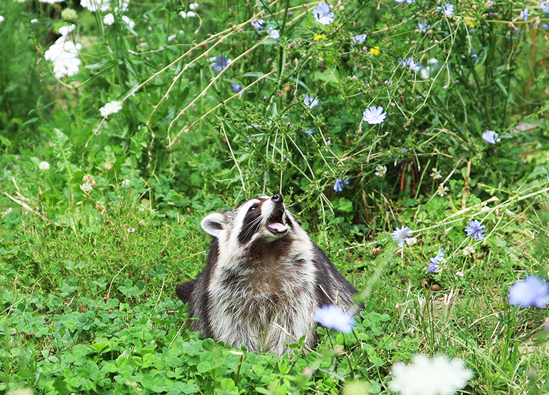 WaschbÃ¤r
