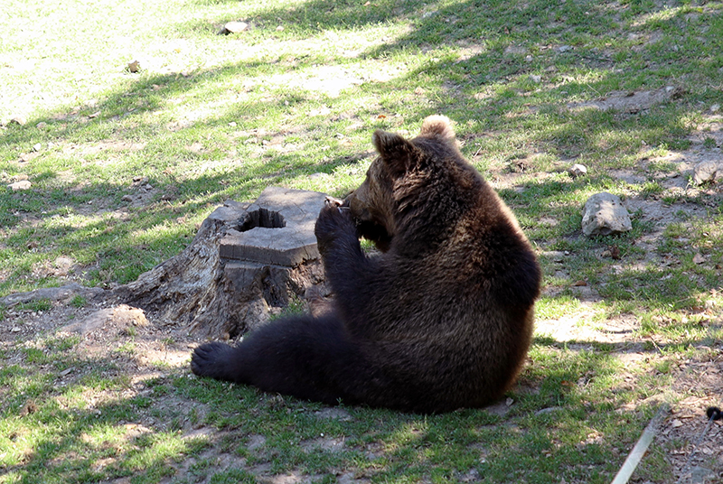 BraunbÃ¤r
