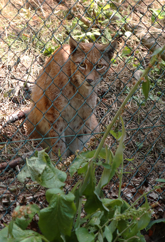 Luchs
