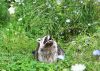 Filename=18.JPG
Filesize=711KiB
Dimensions=800x575
Date added=Aug 16, 2020 18.JPG