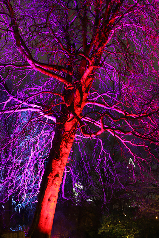 Winterlichter Frankfurt Palmengarten
