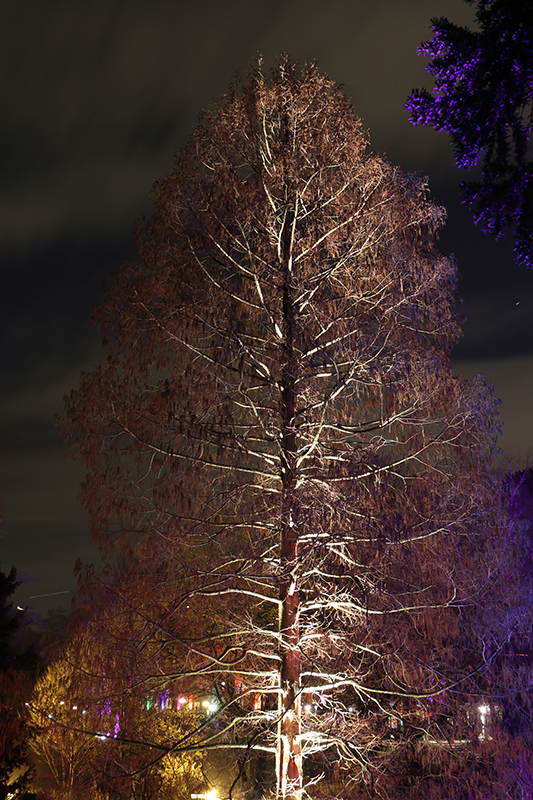 Winterlichter Frankfurt Palmengarten
