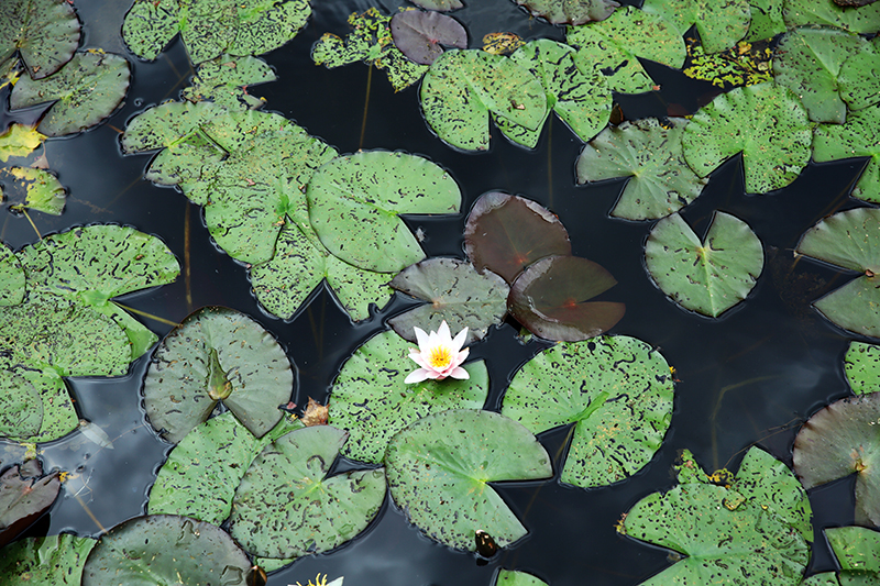 Seerose am Sealife Hannover
