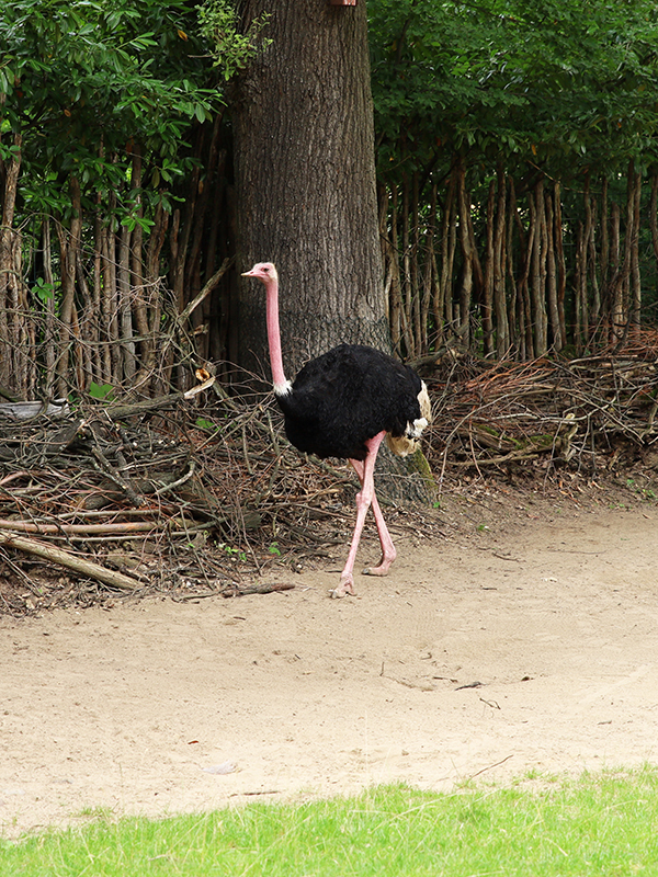 Vogel StrauÃŸ
