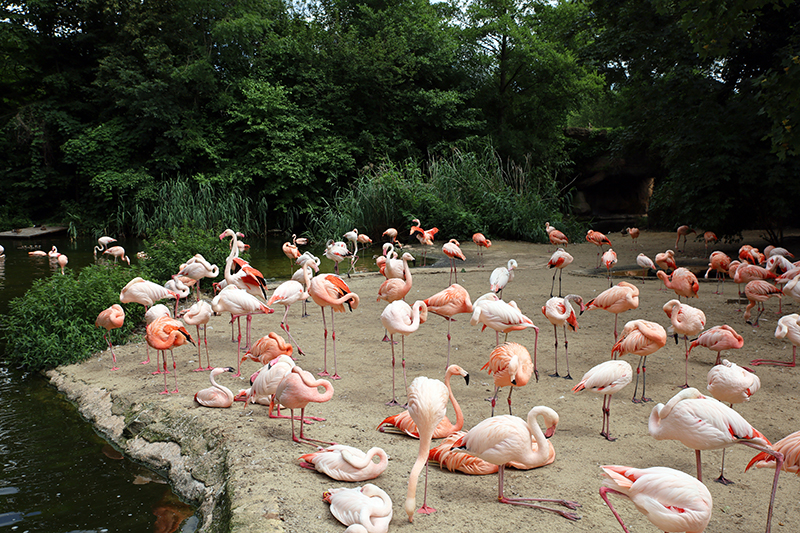 Flamingos
