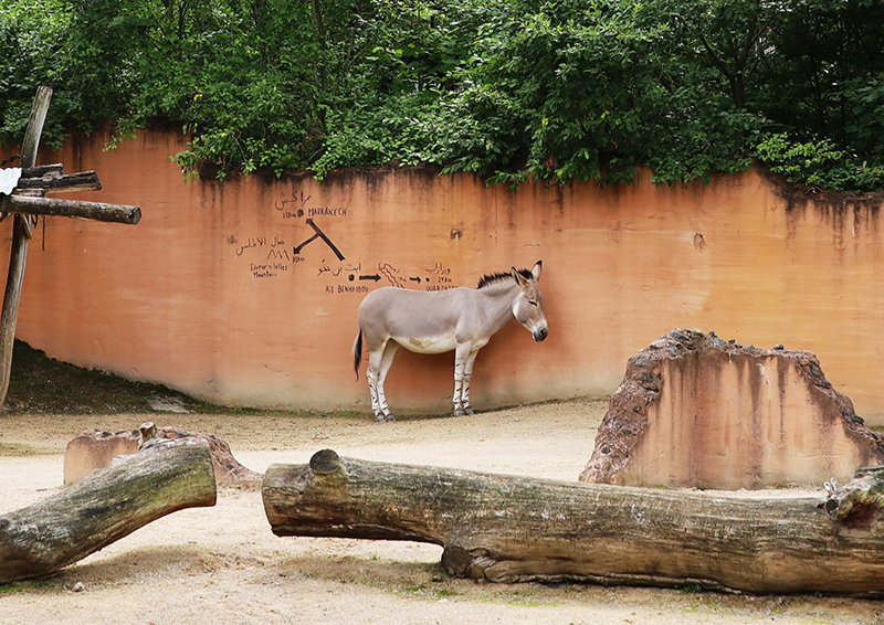 Somali Wildesel
