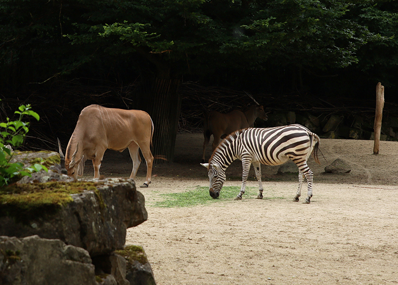 Zebra und Addax
