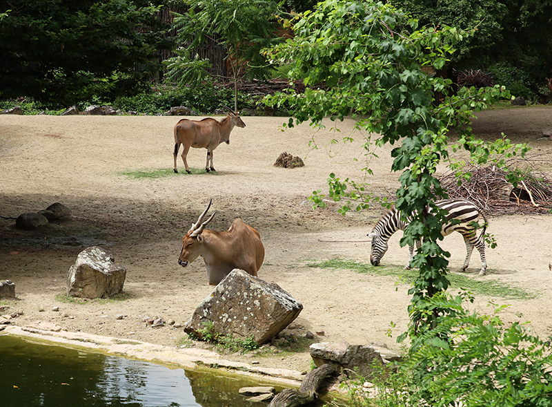 Addax und Zebra
