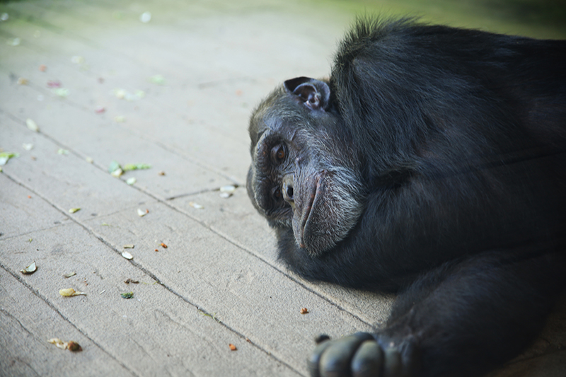 Schlafender Schimpanse
