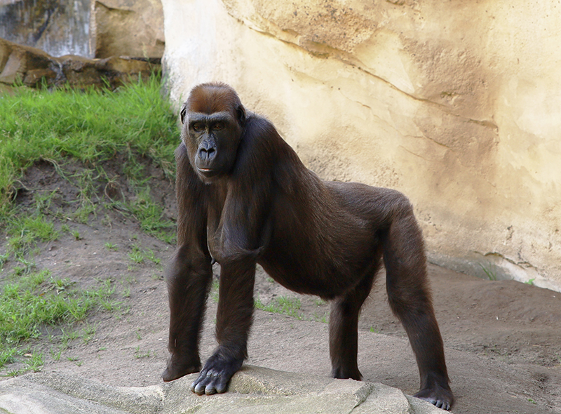 Gorilla Weibchen
