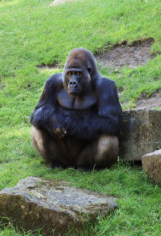 Gorilla 
