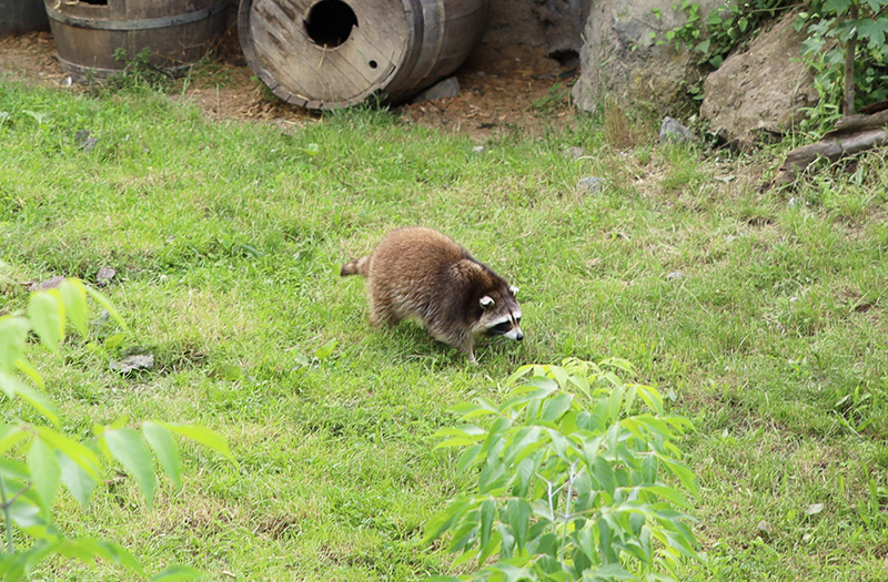 WaschbÃ¤r
