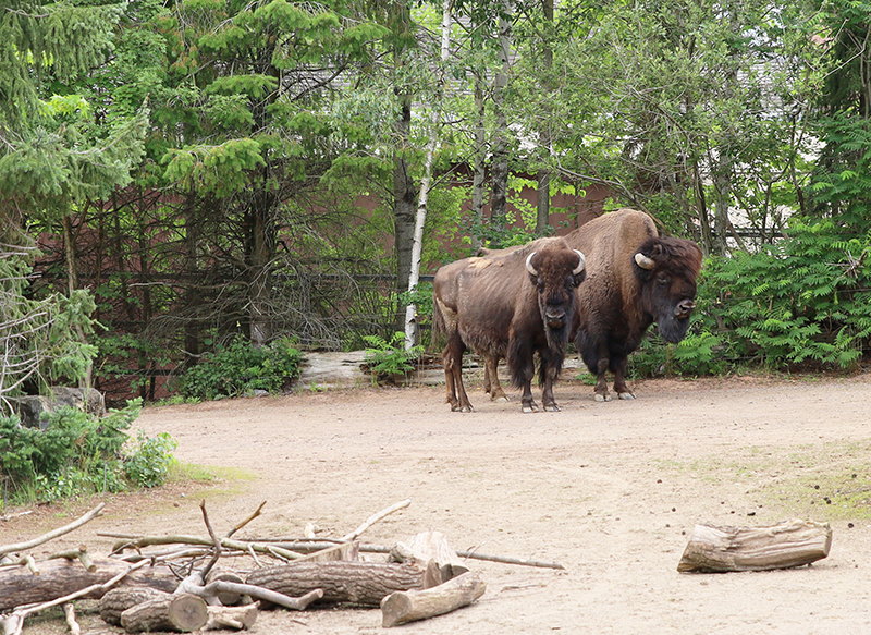 Bisons
