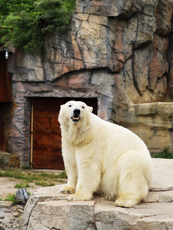 EisbÃ¤r
