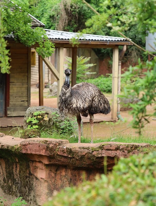 Vogel StrauÃŸ
