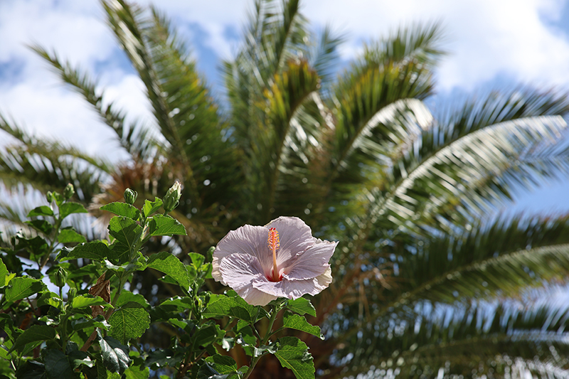 Hibiskus und Palme an den HerrengÃ¤rten Hannover
