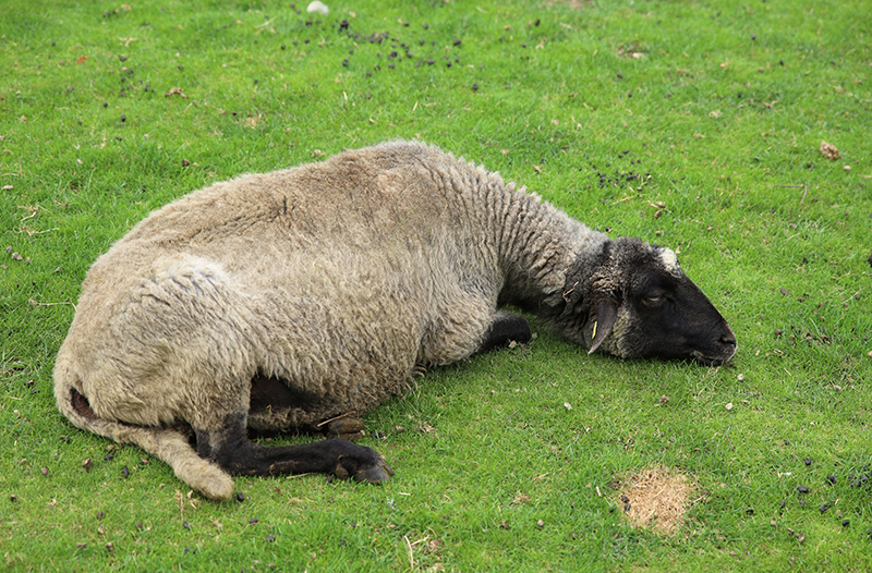 Schlafendes Schaf
