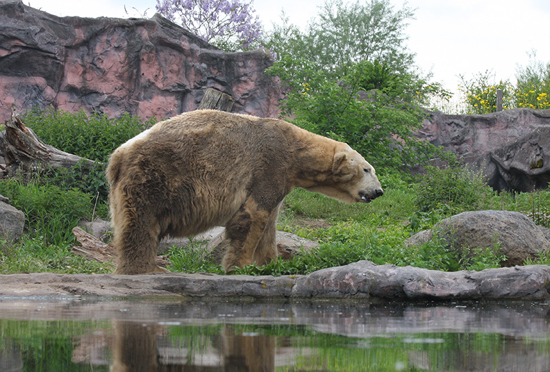 EisbÃ¤r
