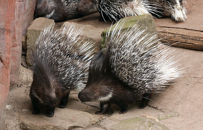 Stachelschweine
